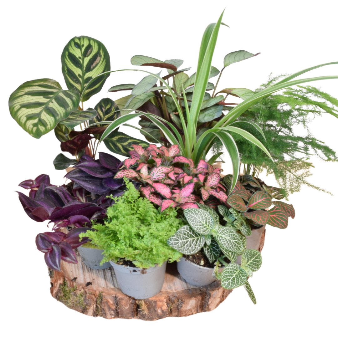 Kokedama Houseplant Kit with Plant | Home & Garden | Plant Gift | Houseplant | Low Maintenance Plant | Moss | Terrarium Plants