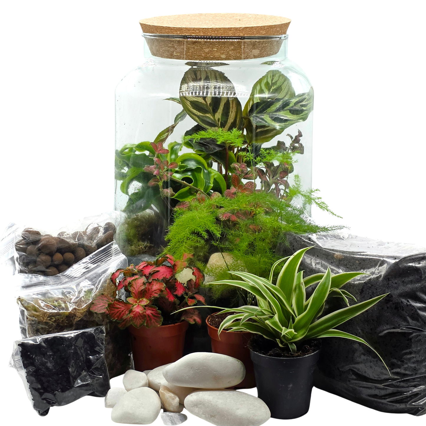 Large Terrarium Kit with 3 Plants - Closed Terrarium Gift for Plant Lovers
