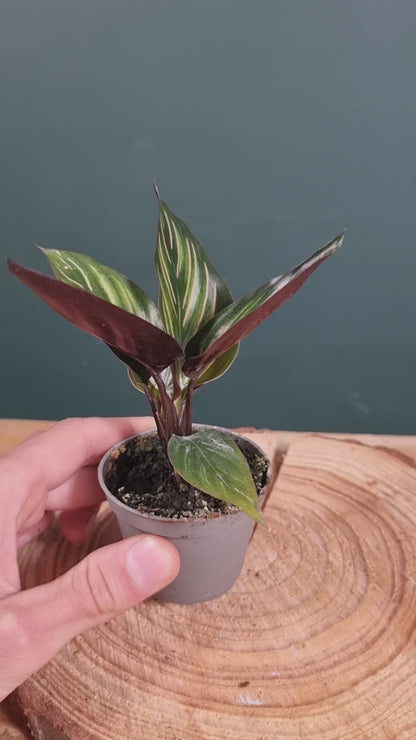 Calathea ornata 'Mieli' Baby Plant 6cm Pot