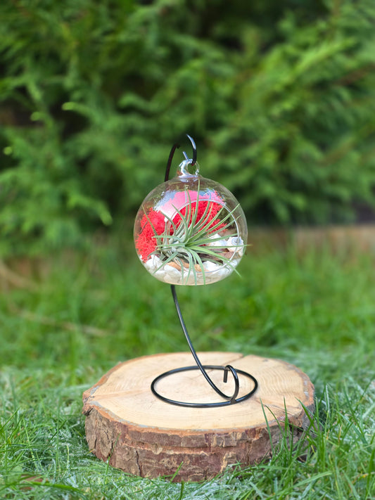 Glass ball with red moss and green air plant