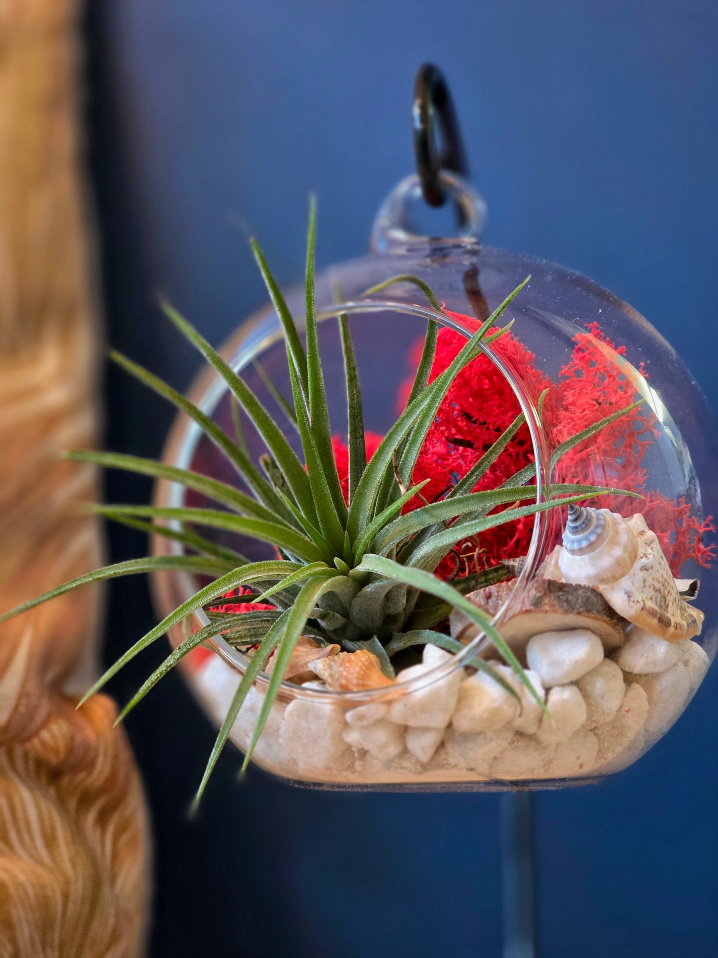 DIY Terrarium Air Plant Kit - Red Moss - Black Plant Stand