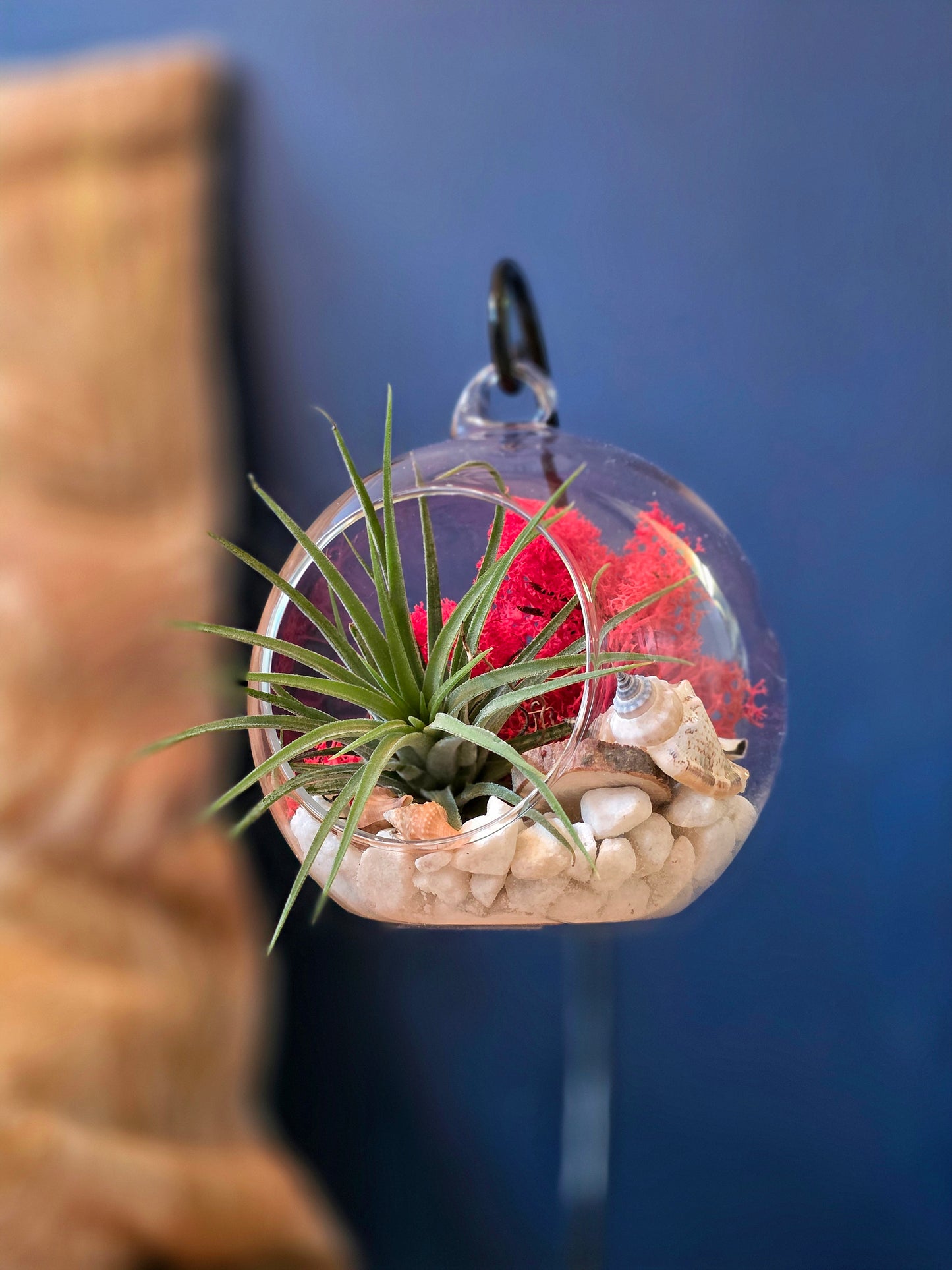 DIY Terrarium Air Plant Kit - Red Moss - Black Plant Stand