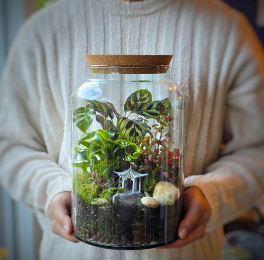 Large Terrarium Kit with 3 Plants Plant Lover Gift Closed Terrarium