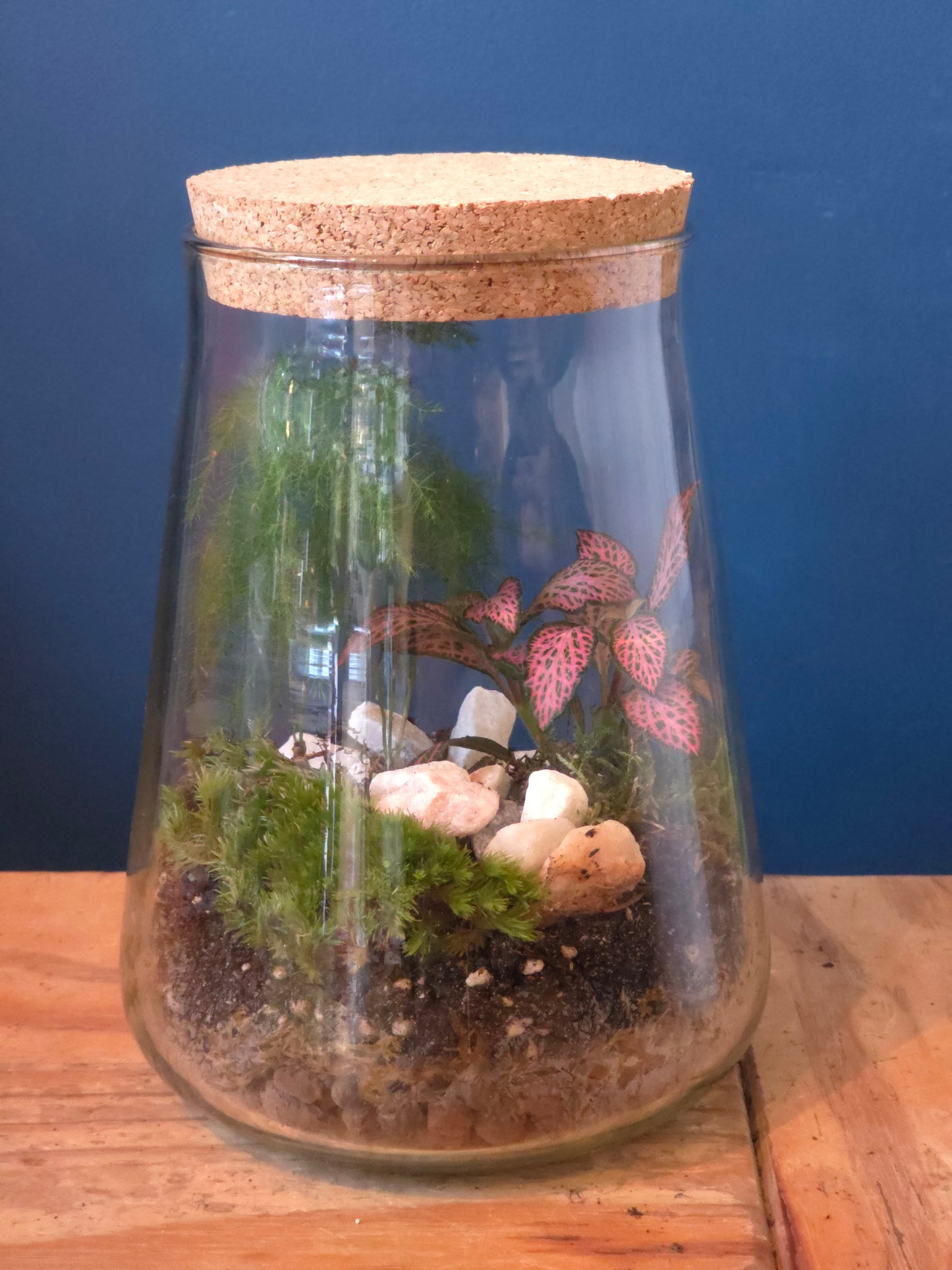 Small DIY Terrarium Kit with 2 Plants - Closed Terrarium - Everything needed for a terrarium project