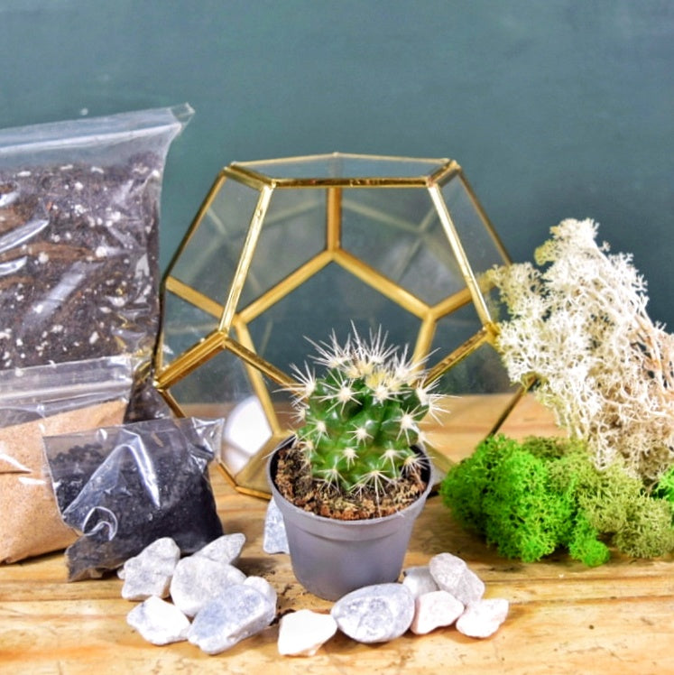 Gold Geometric Succulent Terrarium Kit | Plant Gift | Cactus Terrarium