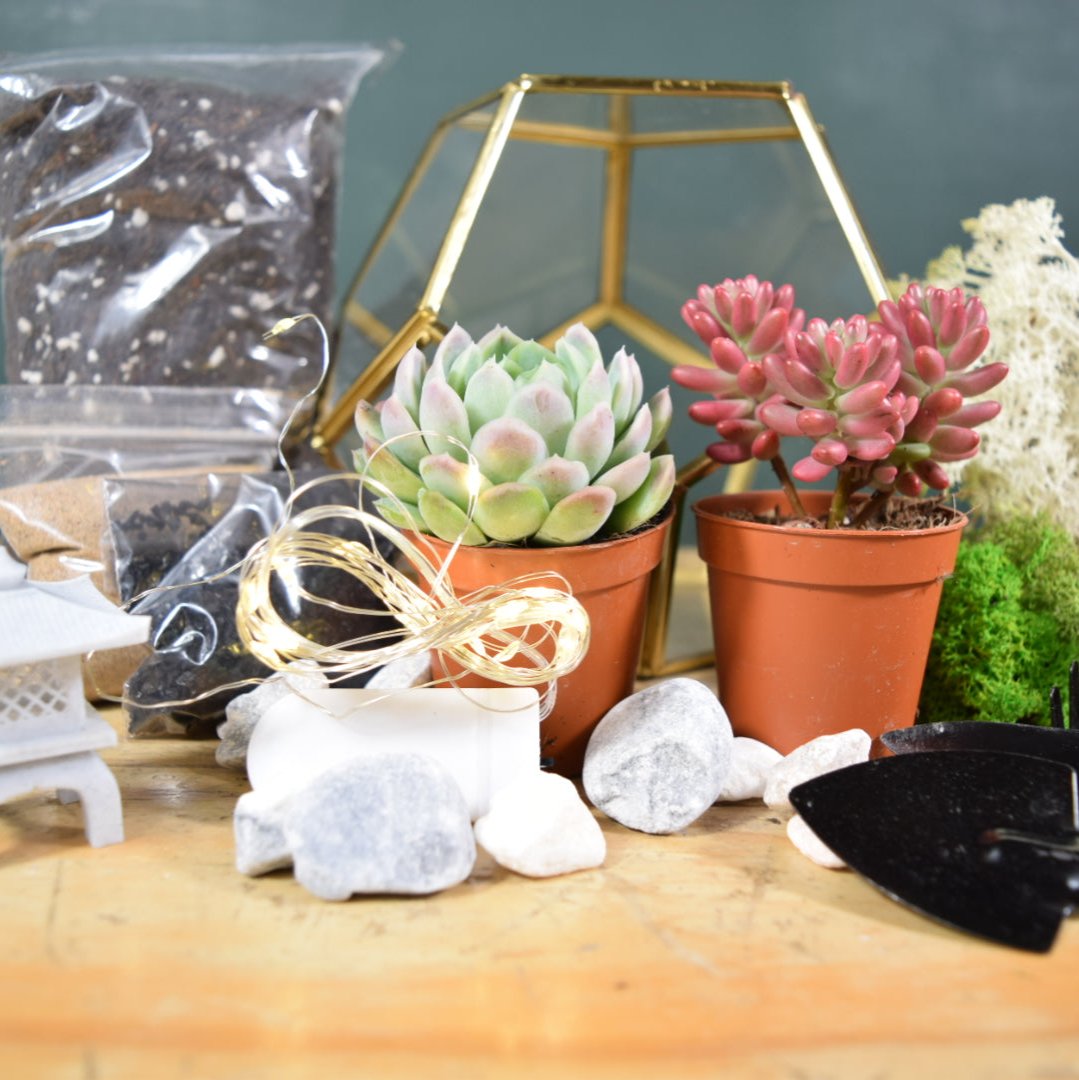 Gold Geometric Terrarium Kit with Succulent or Cactus | Christmas Plant Gift