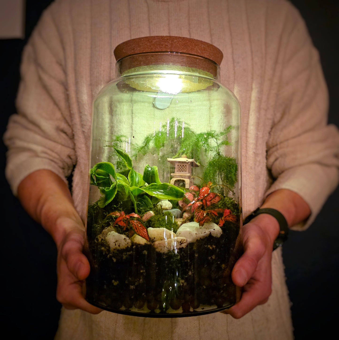 Large Terrarium Kit with 3 Plants Plant Lover Gift Closed Terrarium