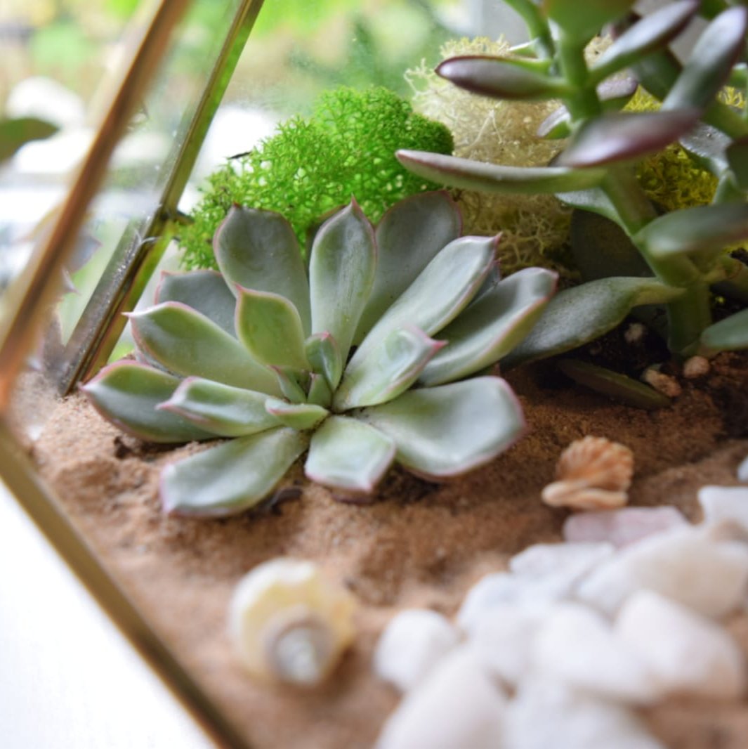 Gold Geometric Terrarium Kit with Succulent or Cactus | Christmas Plant Gift