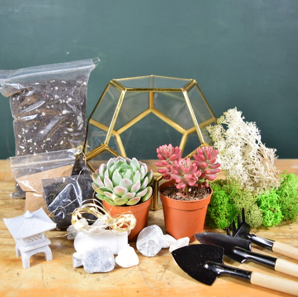 Gold Geometric Succulent Terrarium Kit | Plant Gift | Cactus Terrarium