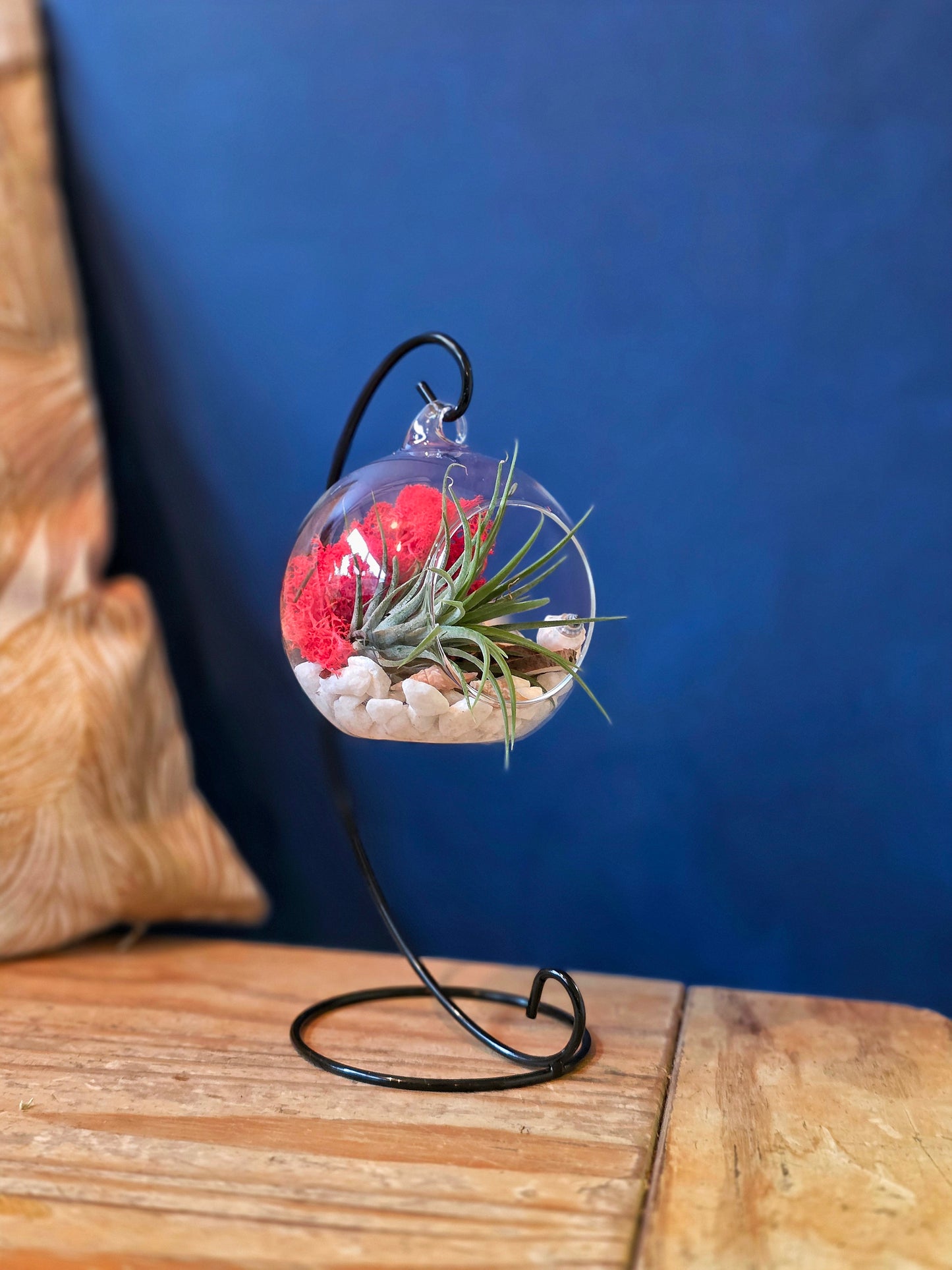 DIY Terrarium Air Plant Kit - Red Moss - Black Plant Stand