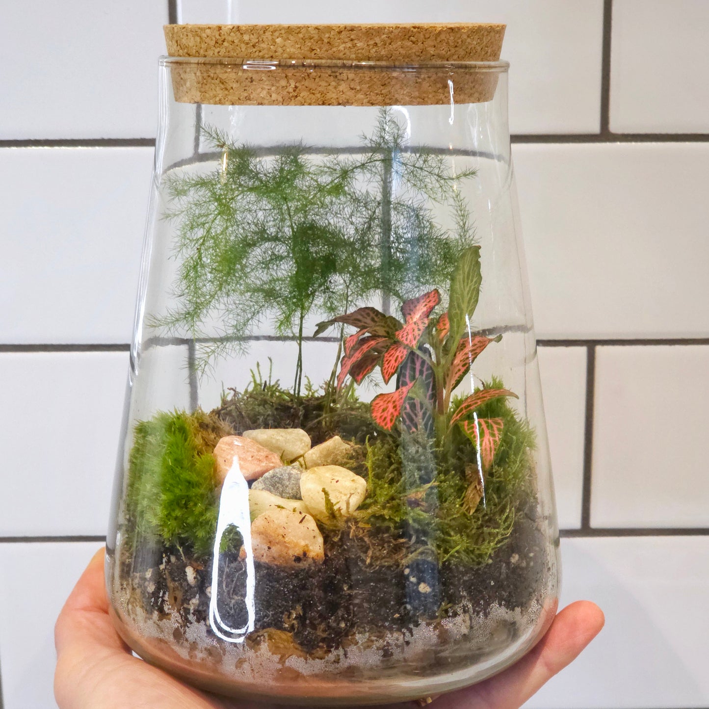 Small DIY Terrarium Kit with 2 Plants - Closed Terrarium - Everything needed for a terrarium project