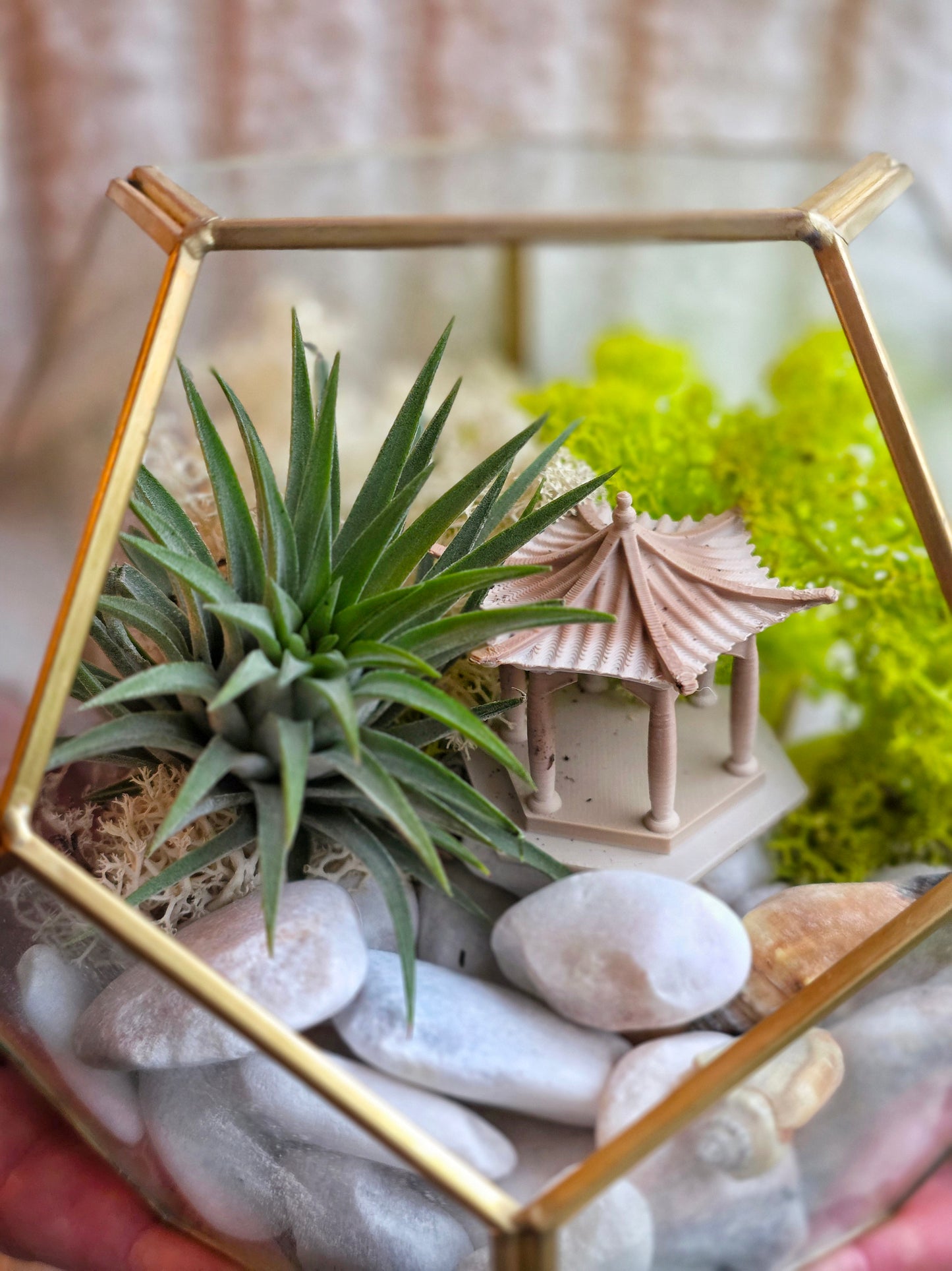 DIY Terrarium Kit - Air Plants - Air Plant Display Holder - DIY Terrarium - Plant Gift