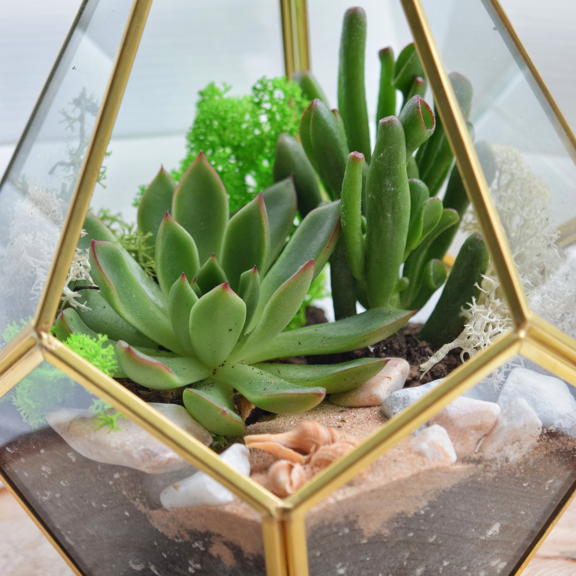 gold succulent terrarium Gold Geometric Succulent Terrarium Kit | Plant Gift