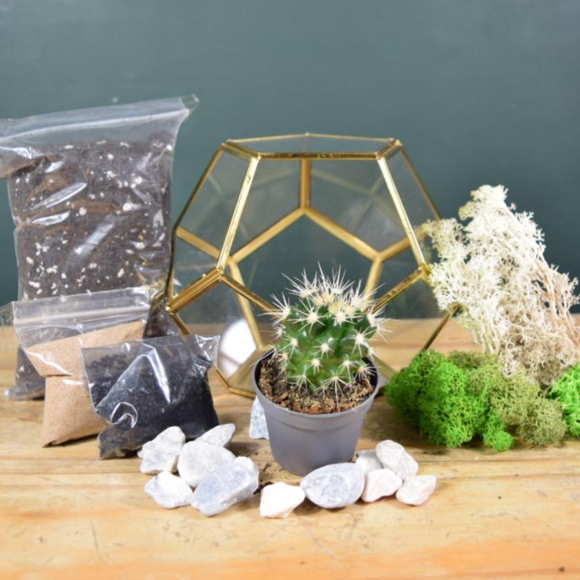 Gold Geometric Terrarium Kit with Succulent or Cactus | Christmas Plant Gift