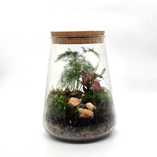 Small DIY Terrarium Kit with 2 Plants - Closed Terrarium - Everything needed for a terrarium project