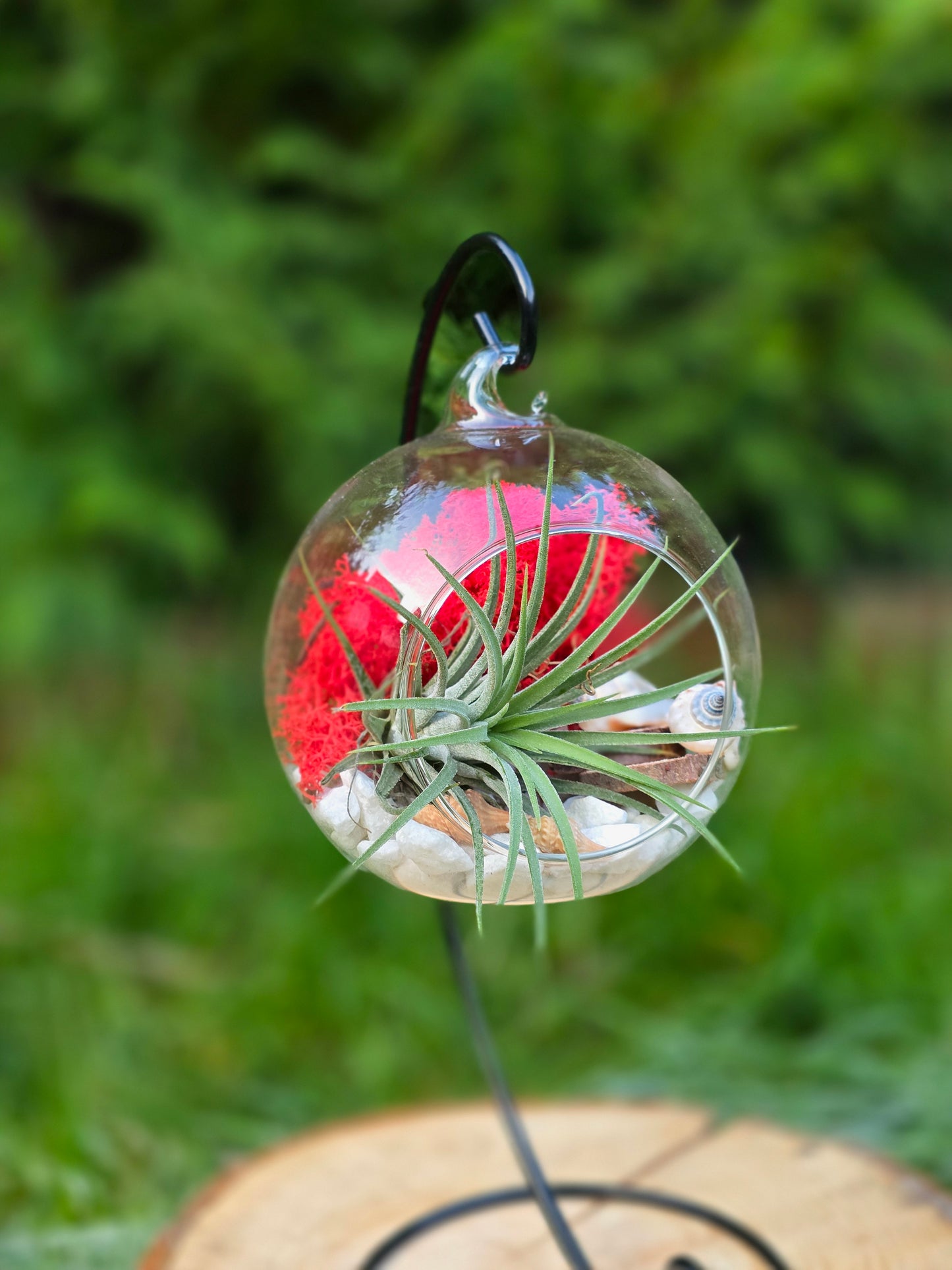 Glass ball with red moss and green air plant
