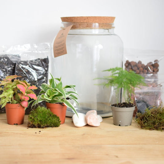 Terrarium Kit with plants