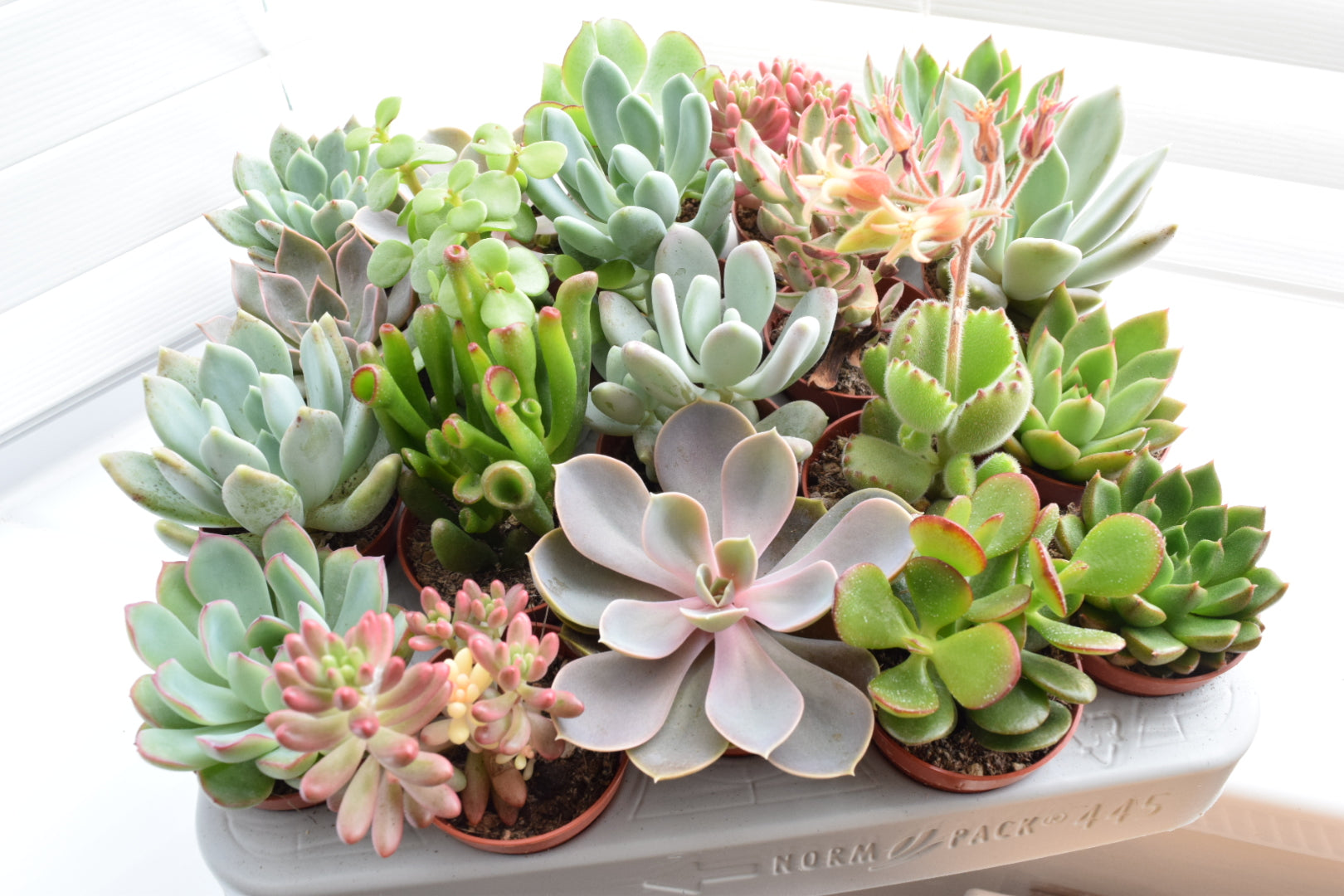 indoor succulents uk Succulent Mix - House Plants