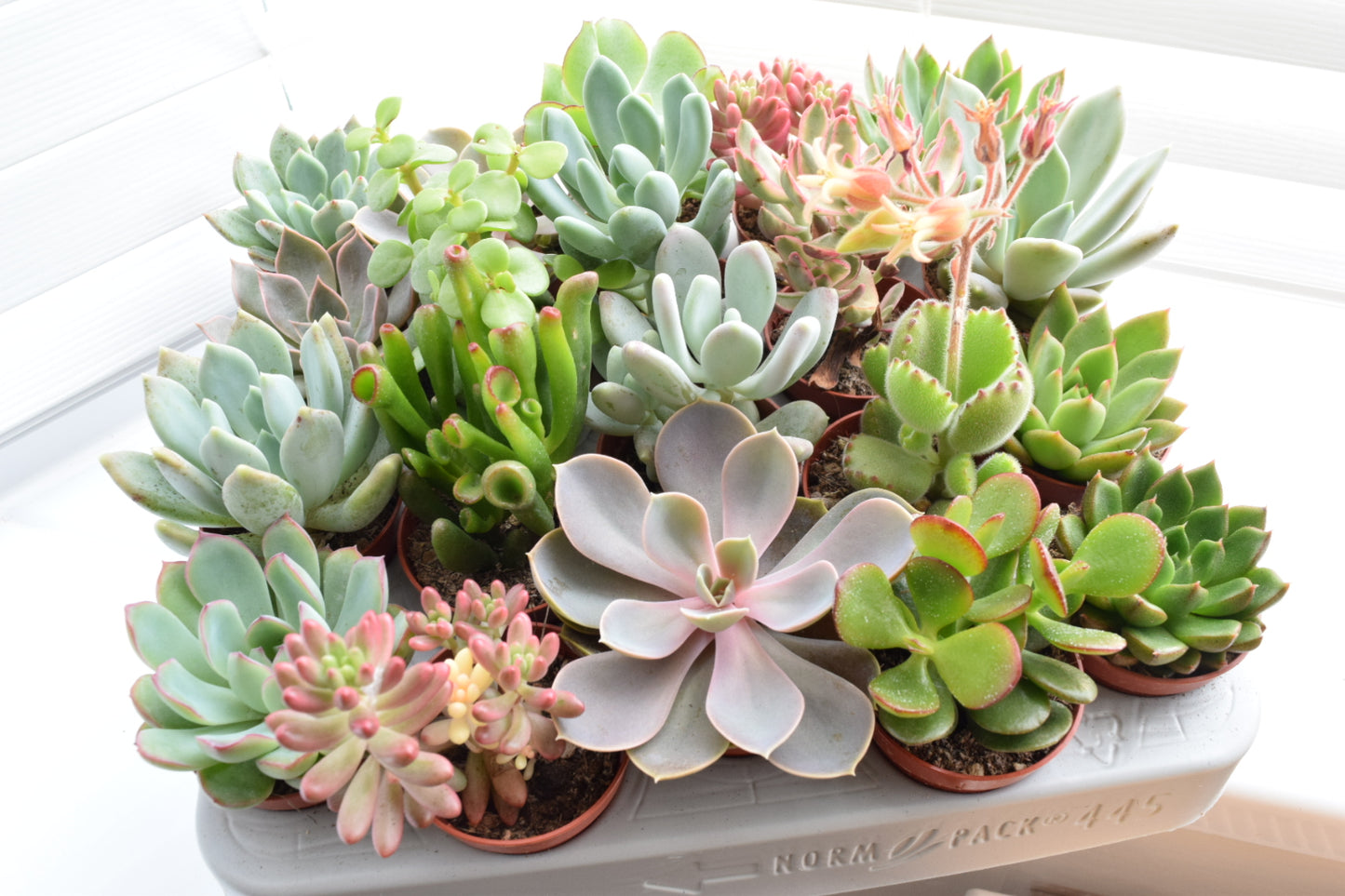 Succulent Mix - House Plants - Office Plants