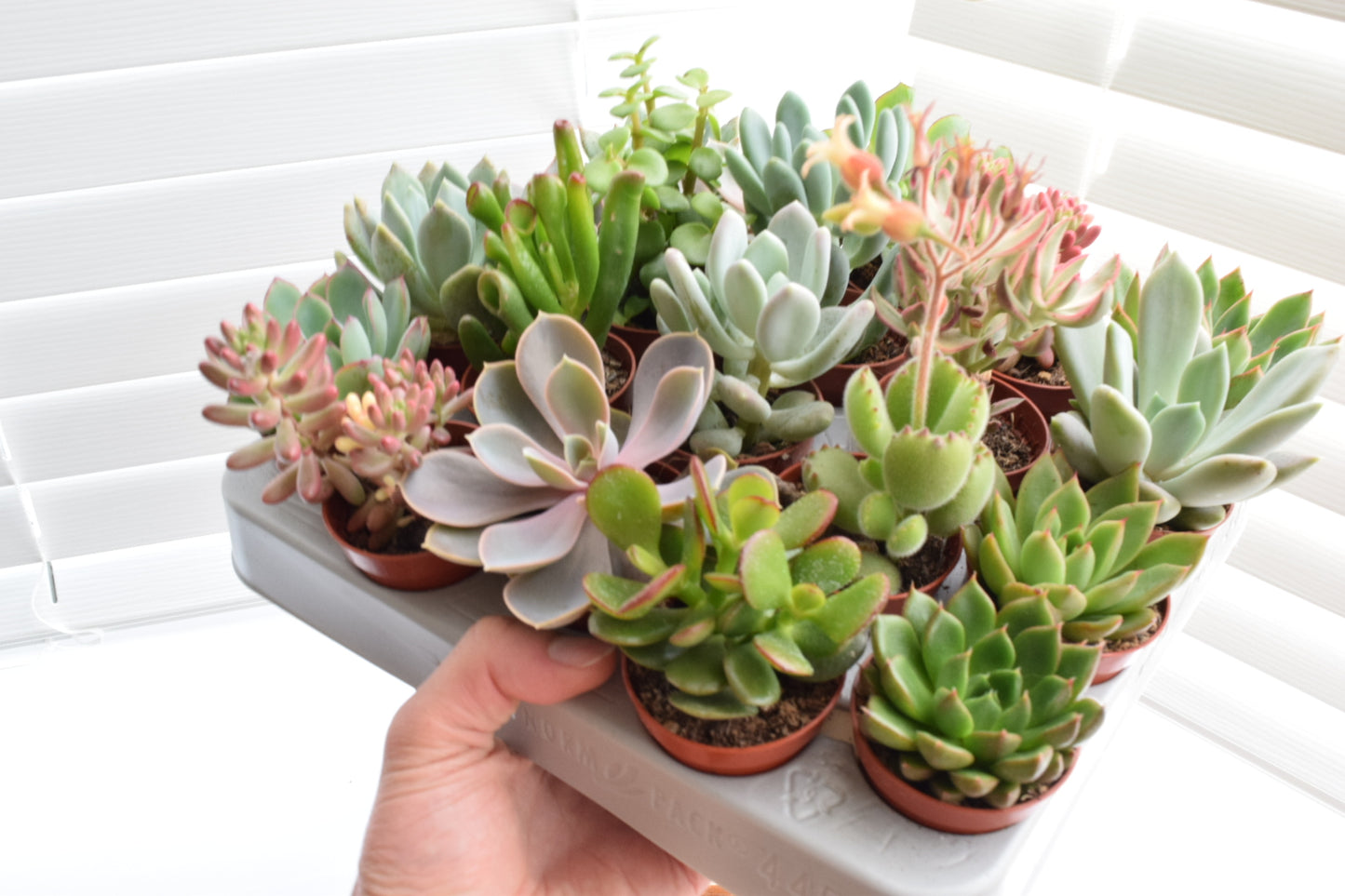 Succulent Mix - House Plants - Office Plants