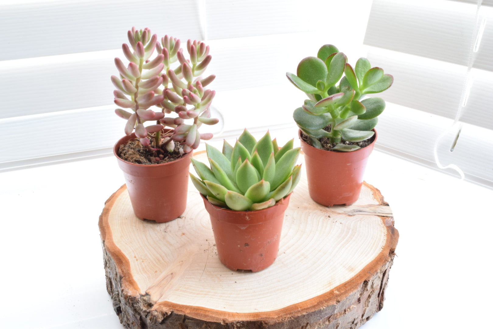 the succulent hub Succulent Mix - House Plants - Office Plants