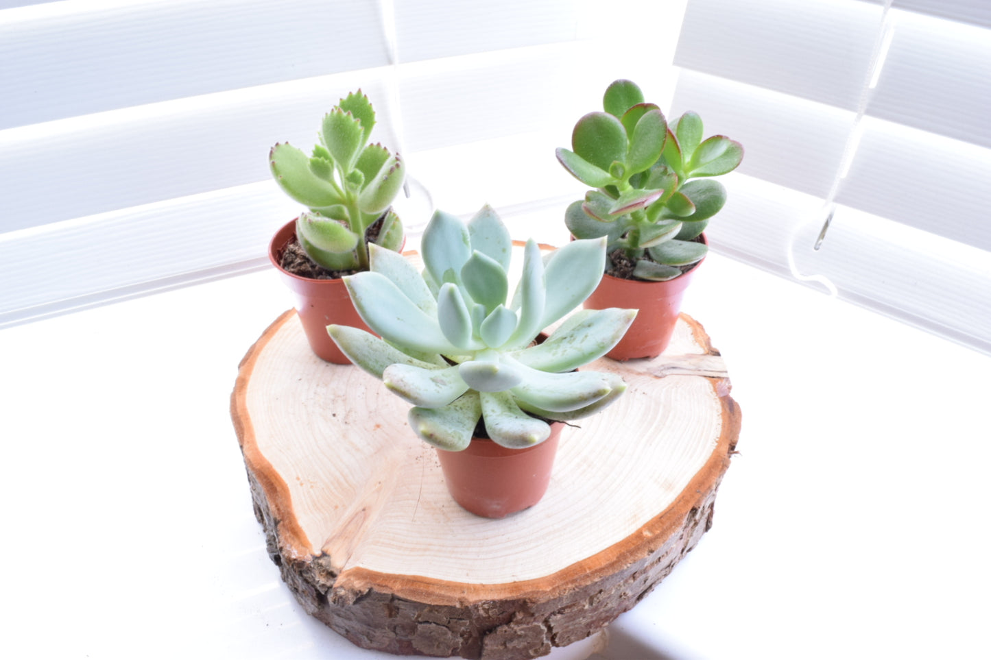 Succulent Mix - House Plants - Office Plants