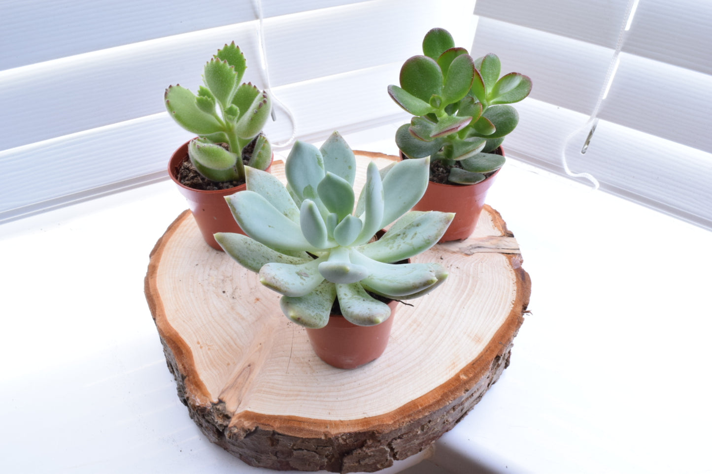 Succulent Mix - House Plants - Office Plants