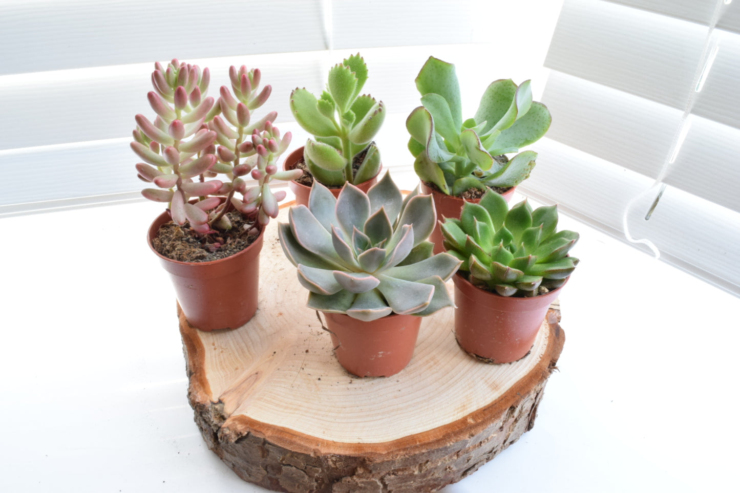 Succulent Mix - House Plants - Office Plants