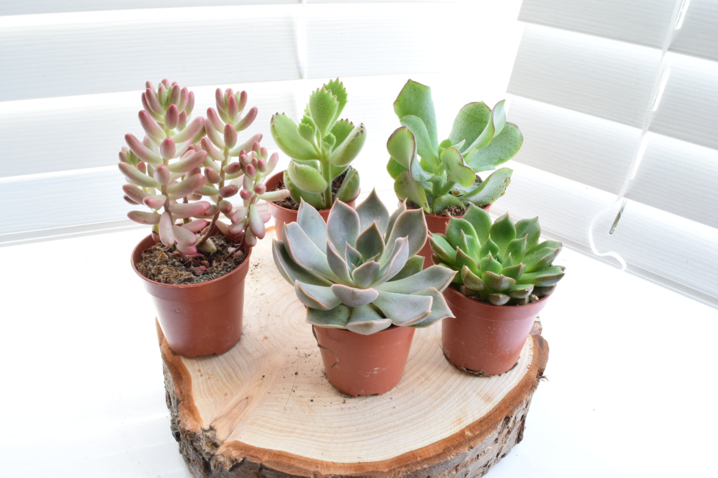 Succulent Mix - House Plants - Office Plants