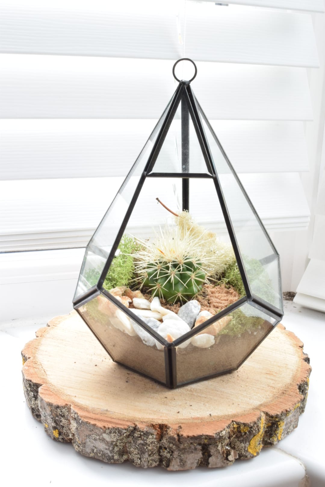 Geometric Terrarium Kit with Succulent or Cactus - DIY Terrarium Kit - Plant Gift