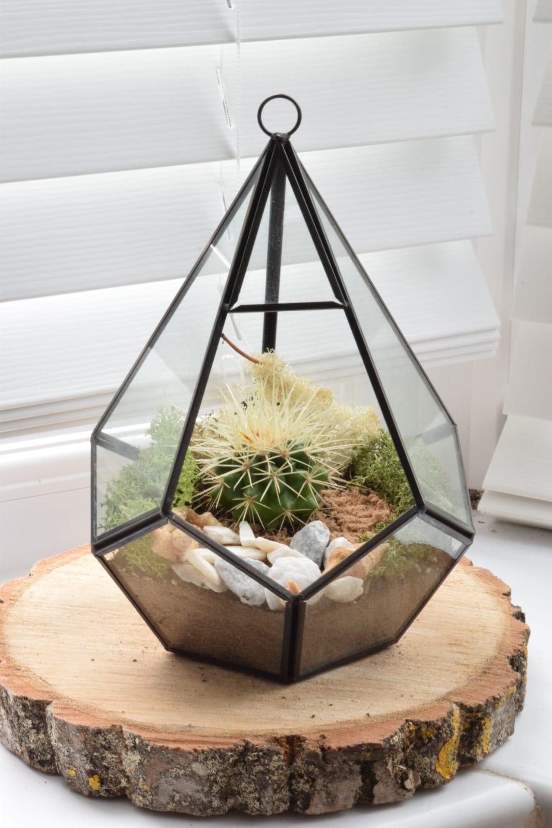 Geometric Terrarium Kit with Succulent or Cactus - DIY Terrarium Kit - Plant Gift