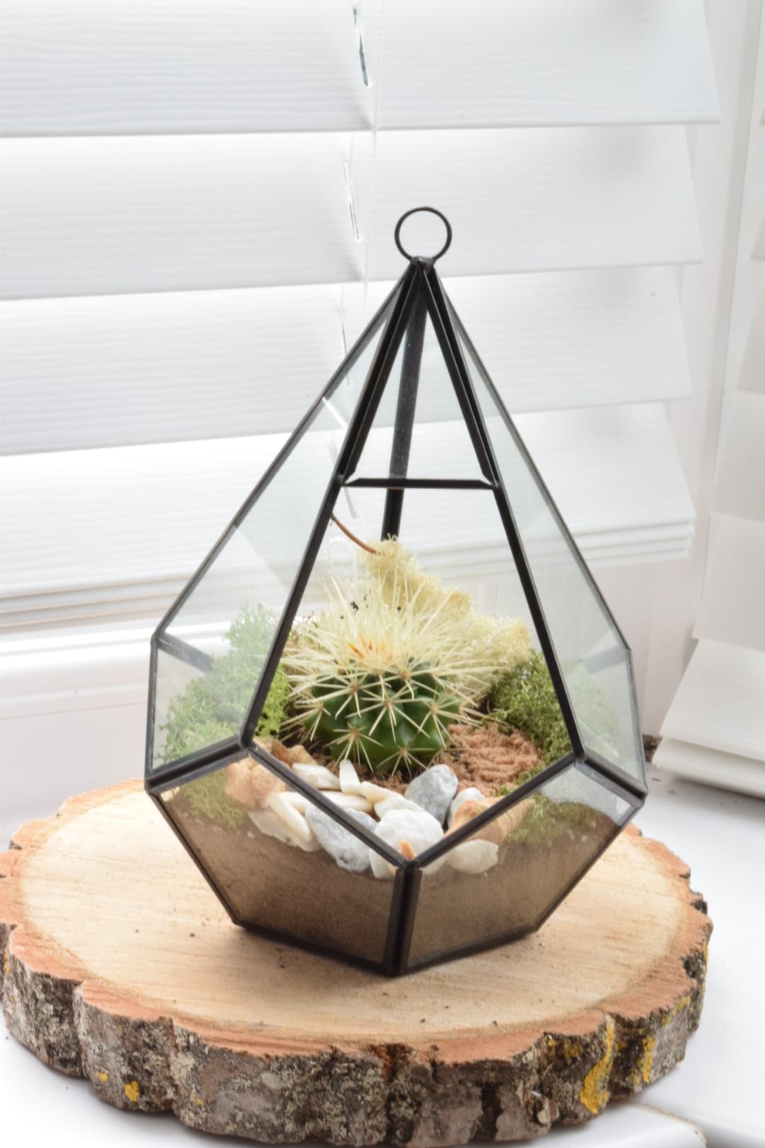 Geometric Terrarium Kit with Succulent or Cactus - DIY Terrarium Kit - Plant Gift