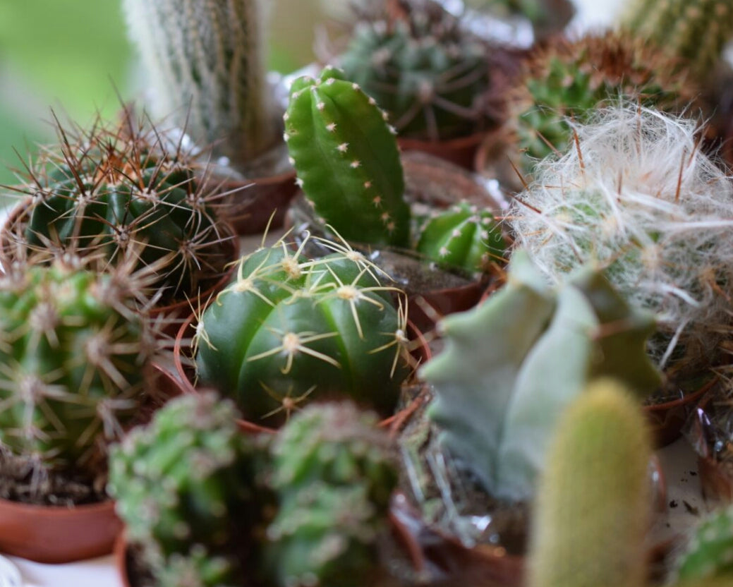 Gold Geometric Terrarium Kit with Succulent or Cactus | Christmas Plant Gift