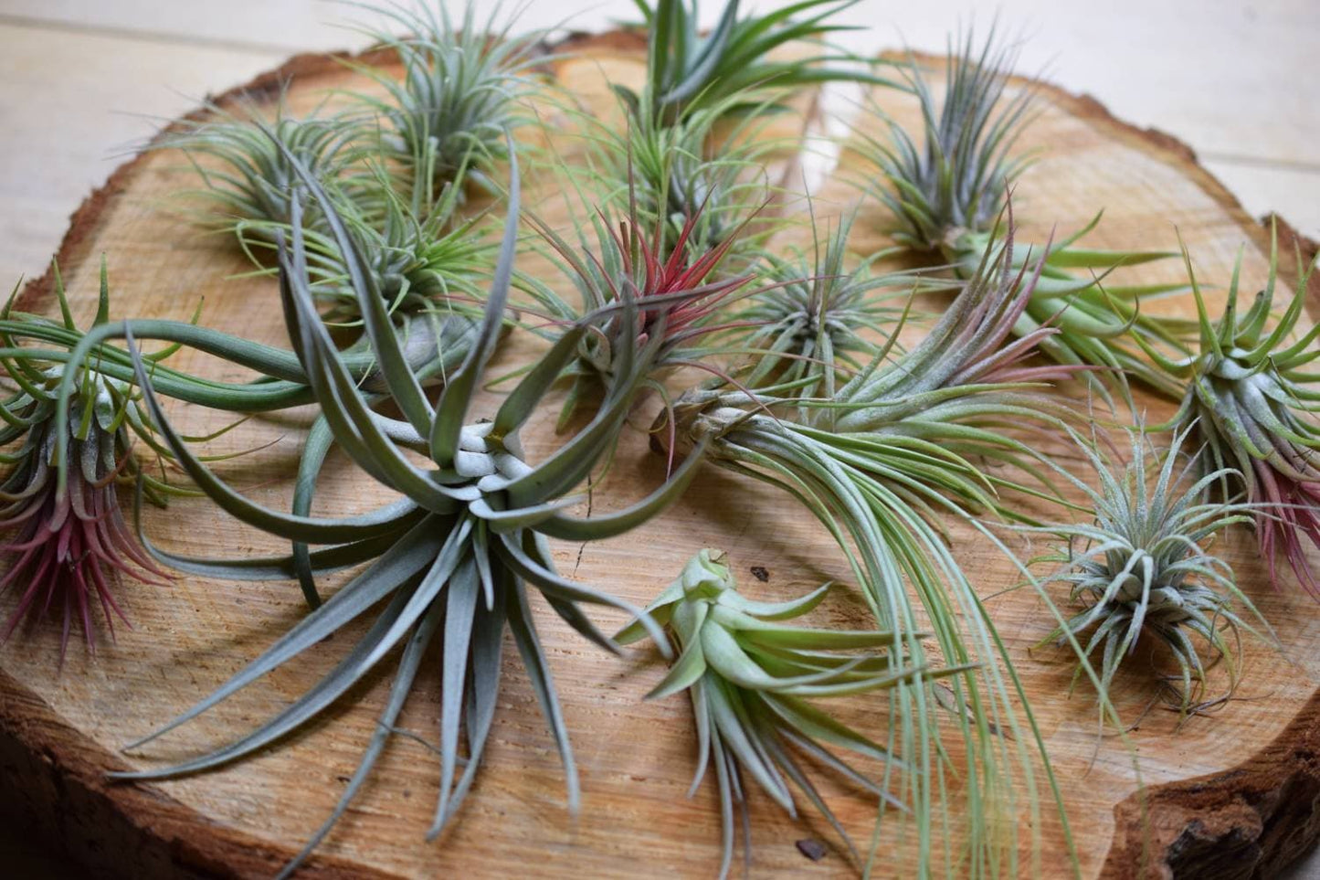 Air Plants and Artificial Driftwood Display with 2 Plants