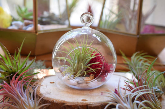 Terrarium Kit - Air Plant in Hanging Glass Bauble