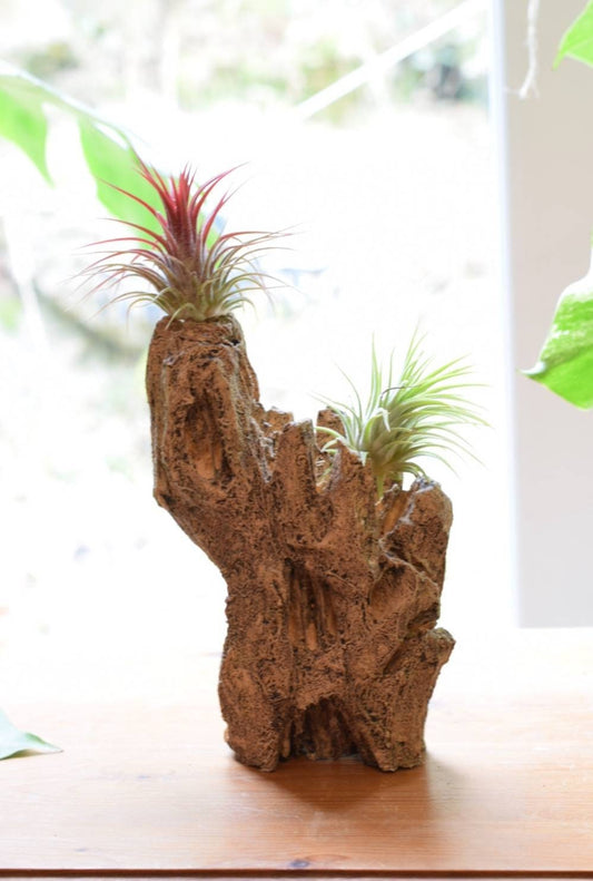 Air Plants and Artificial Driftwood Display with 2 Plants