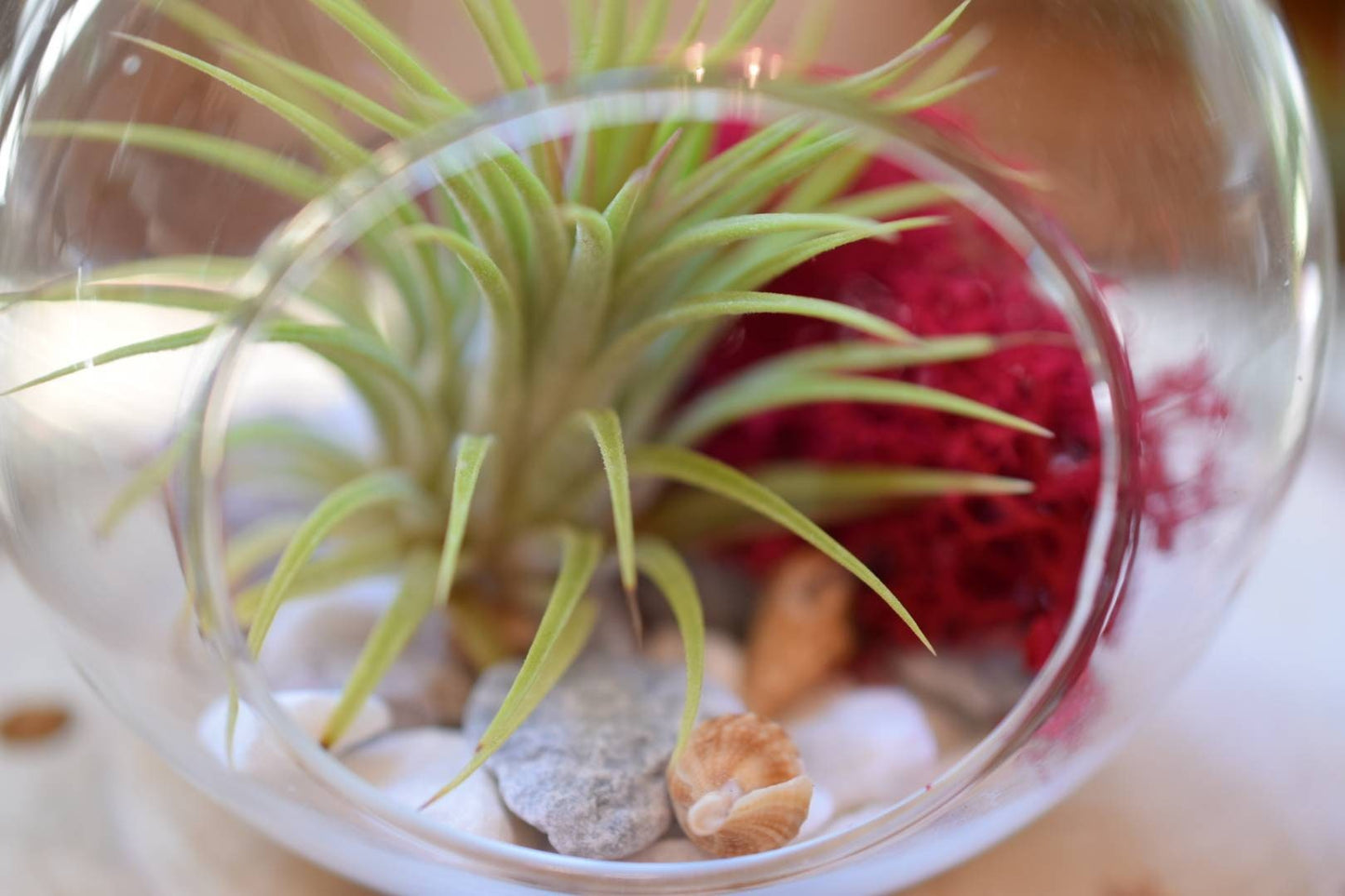 Terrarium Kit - Air Plant in Hanging Glass Bauble