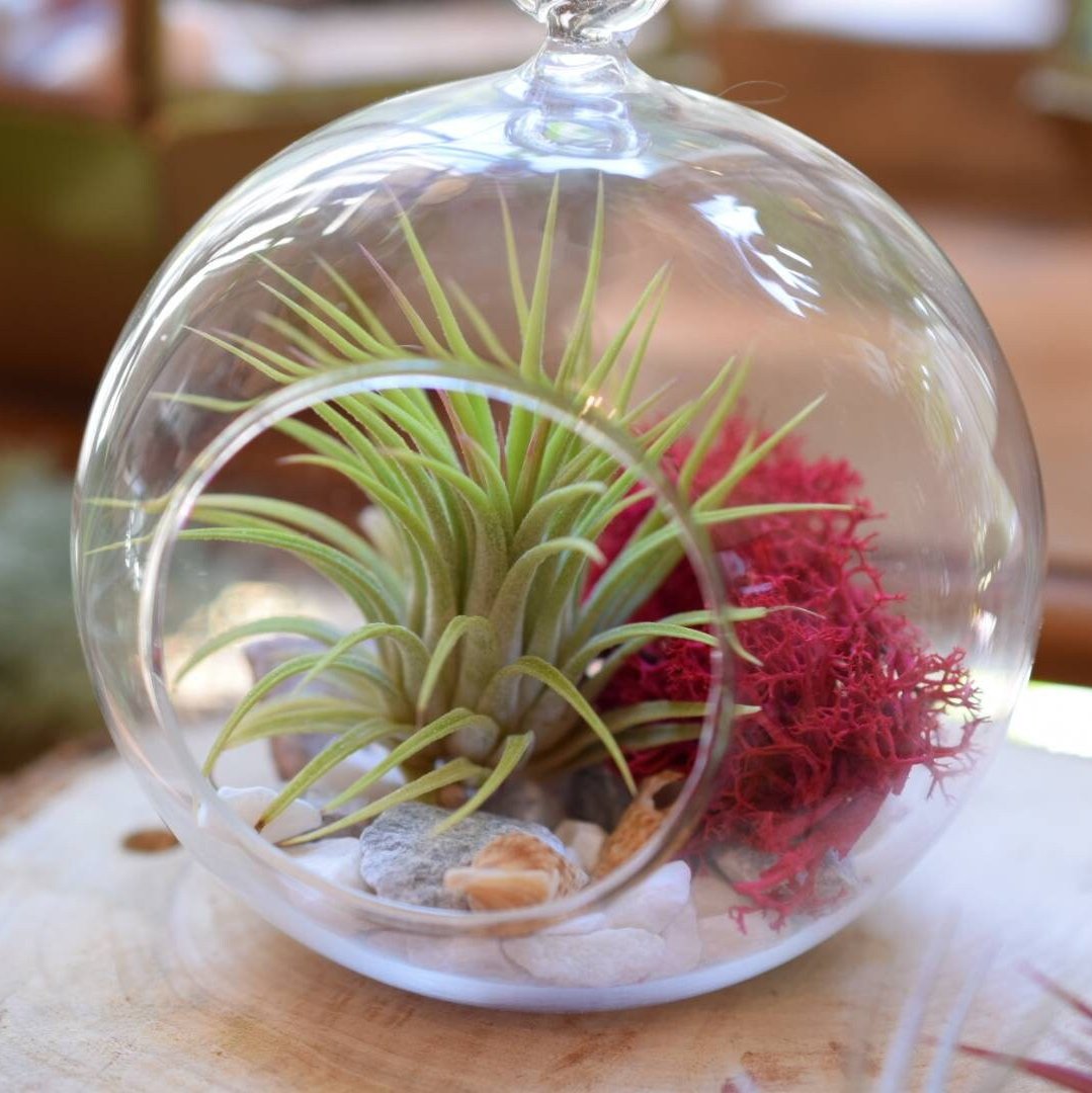 Terrarium Kit - Air Plant in Hanging Glass Bauble