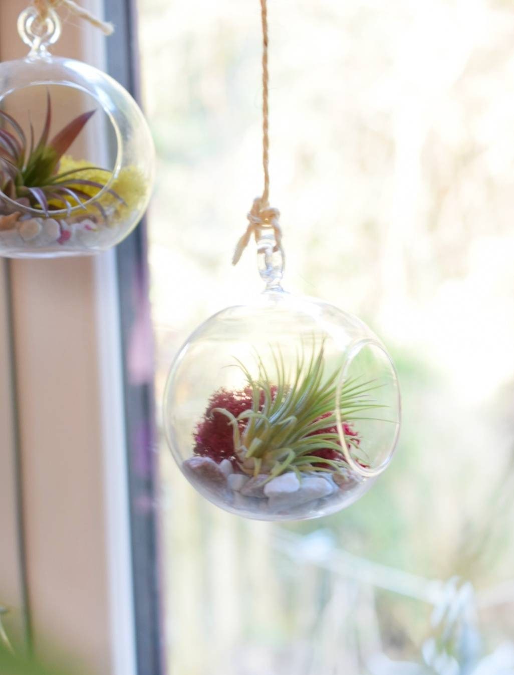 Terrarium Kit - Air Plant in Hanging Glass Bauble