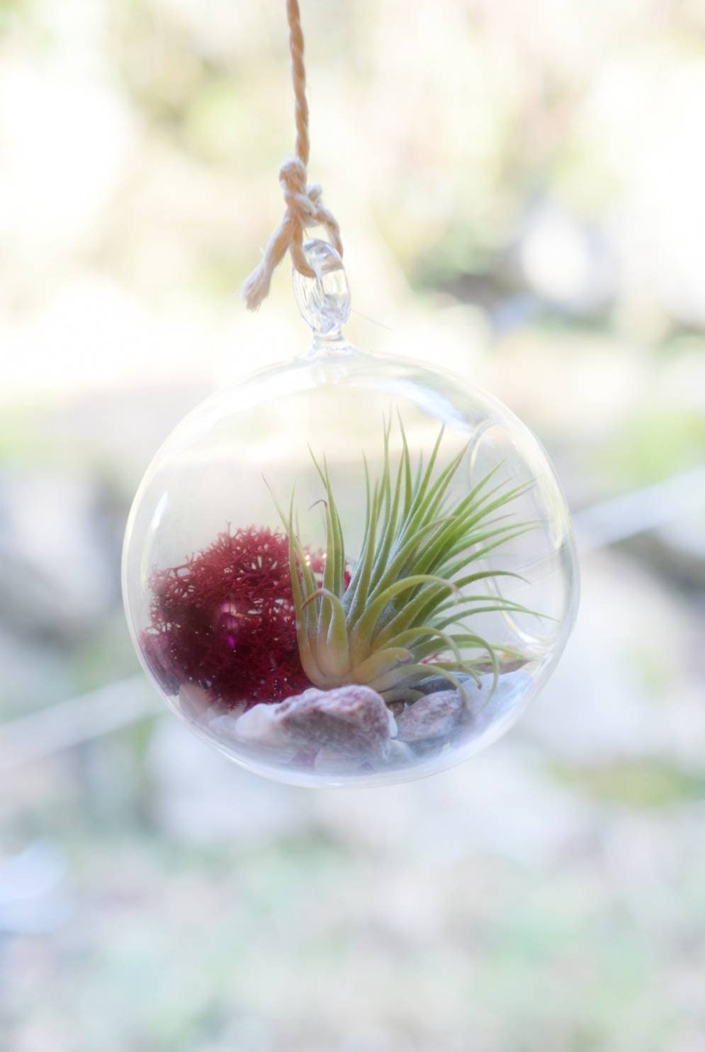 Terrarium Kit - Air Plant in Hanging Glass Bauble