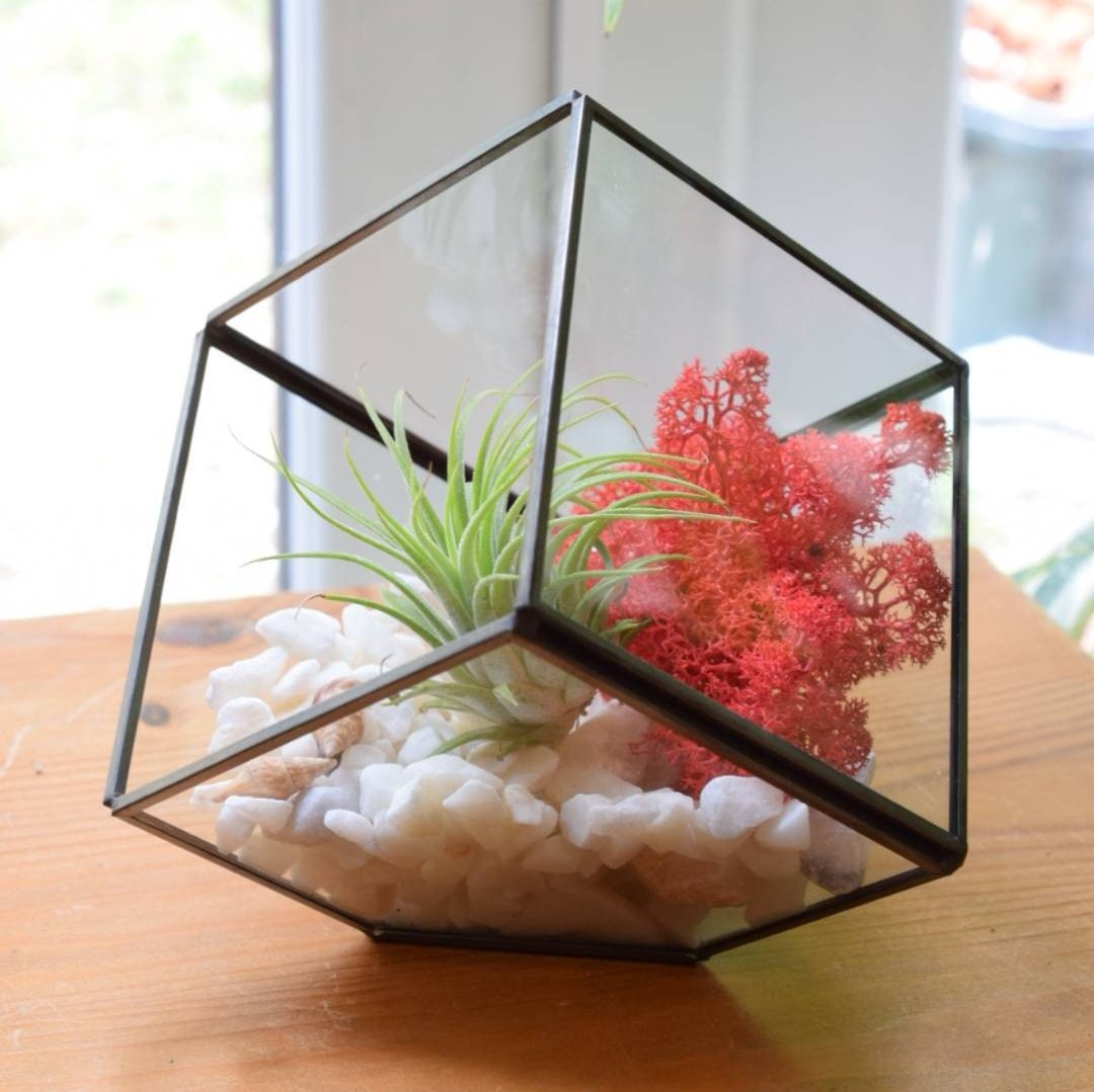 Air Plant DIY Terrarium Kit - Cube Glass Terrarium Kit