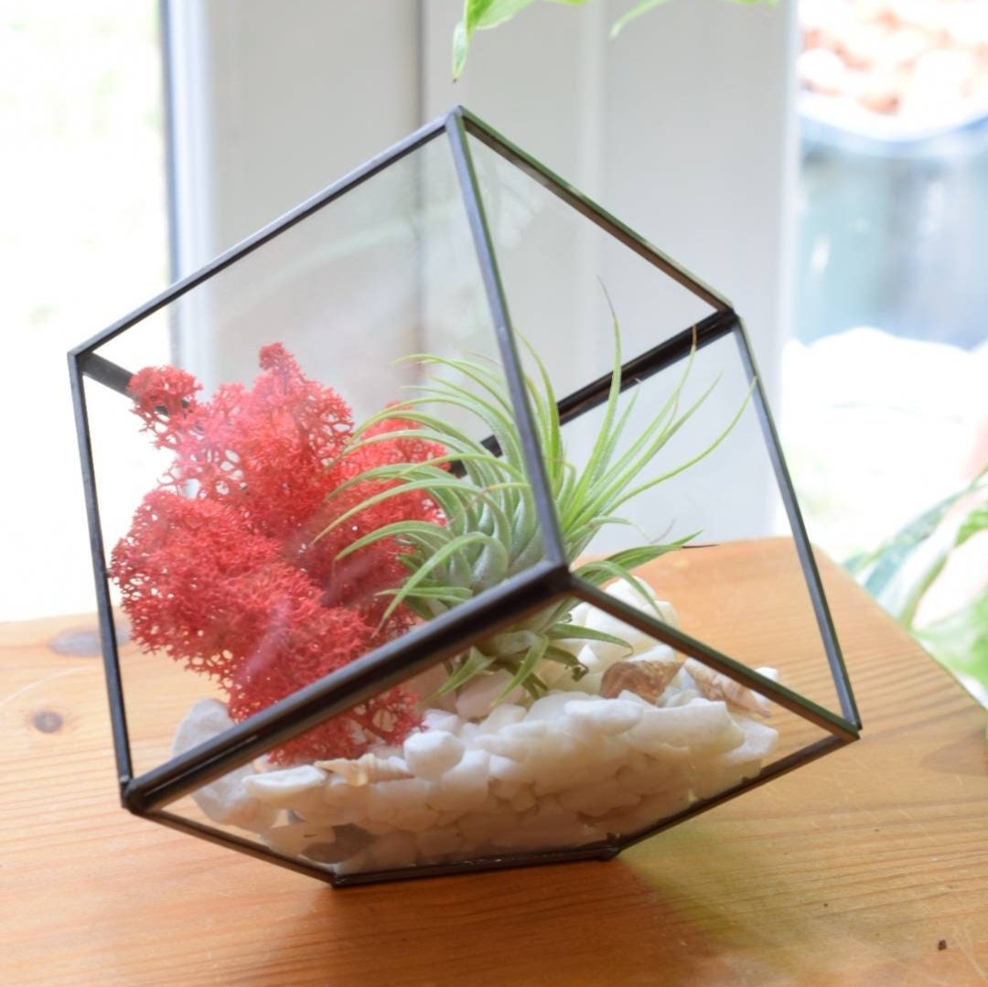 Air Plant DIY Terrarium Kit - Cube Glass Terrarium Kit