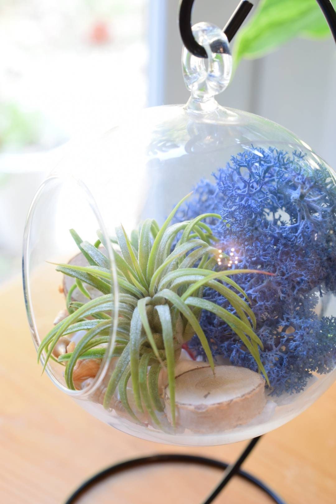 DIY Air Plant Terrarium Kit with Display Stand