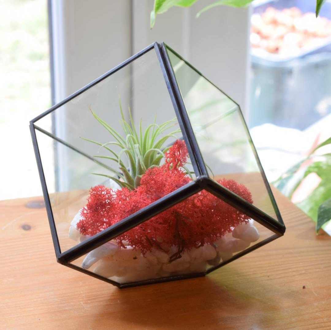 Air Plant DIY Terrarium Kit - Cube Glass Terrarium Kit