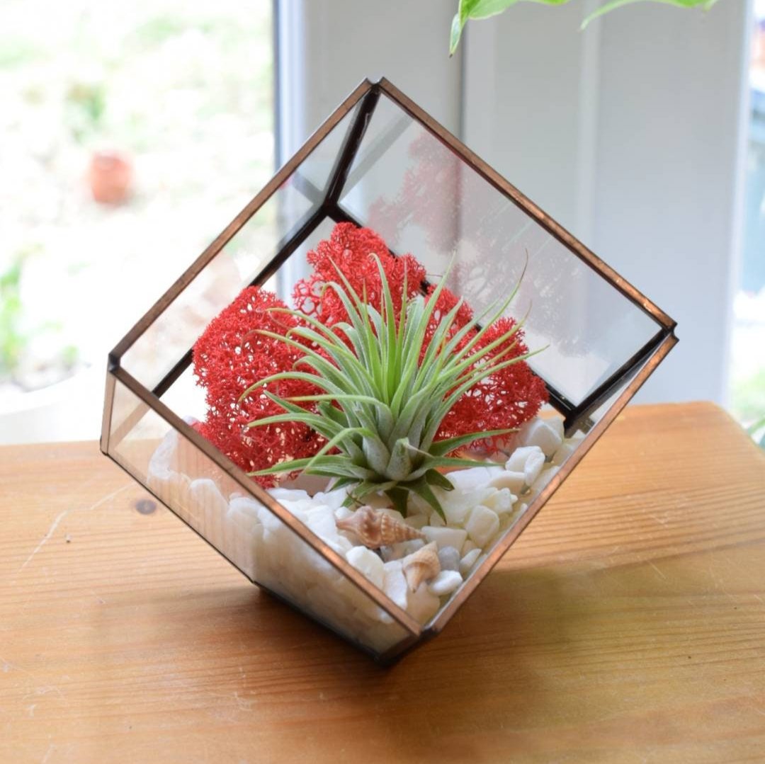 Air Plant DIY Terrarium Kit - Cube Glass Terrarium Kit