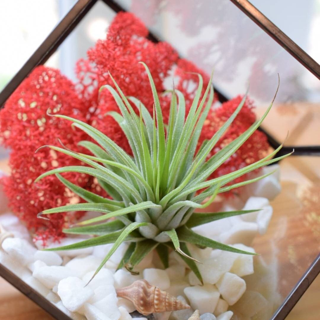 Air Plant DIY Terrarium Kit - Cube Glass Terrarium Kit