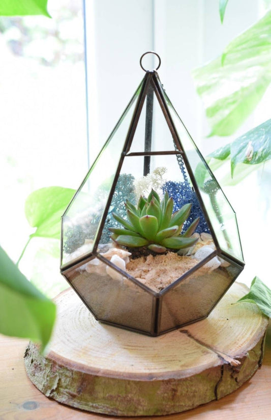 Geometric Terrarium Kit with Succulent or Cactus - DIY Terrarium Kit - Plant Gift