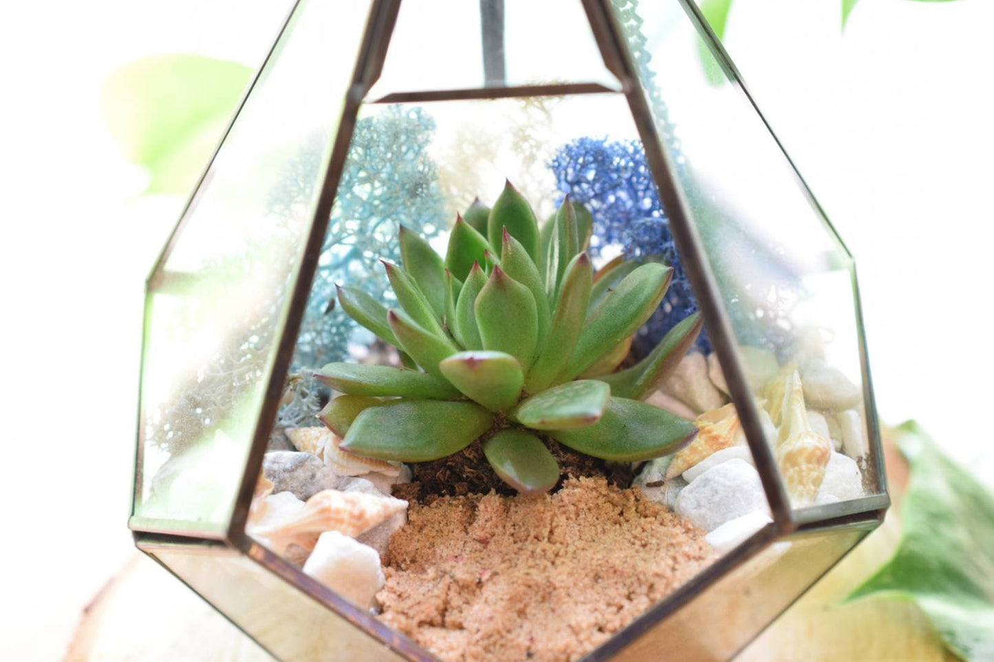 Geometric Terrarium Kit with Succulent or Cactus - DIY Terrarium Kit - Plant Gift