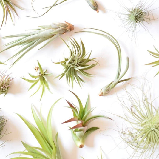 Air Plant Mix - Tillandsias - Plant Lover Gift